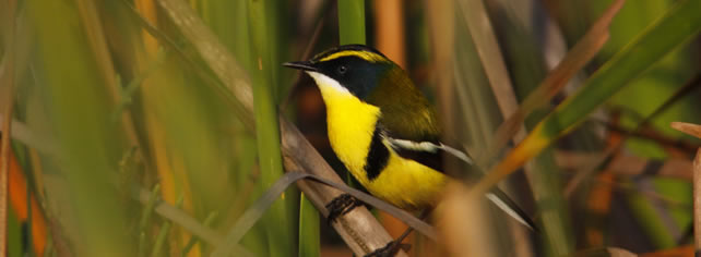 Siete colores, Tachuris rubrigastra © Alejandro Tello