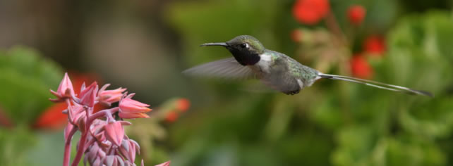 Thaumastura cora © Juan José Chalco 